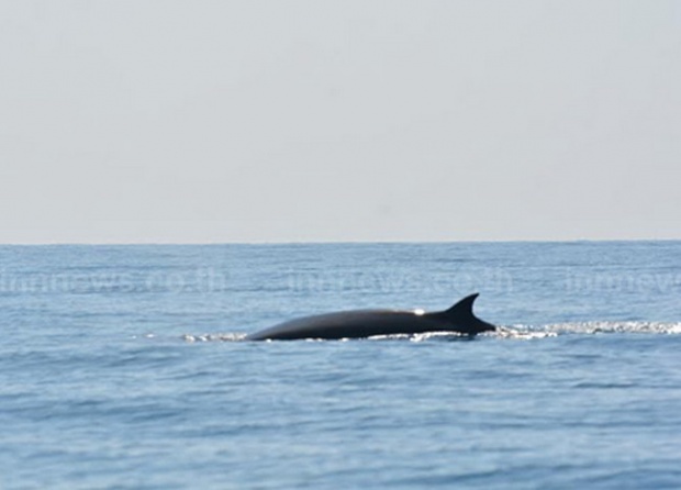 แห่ชมวาฬบลูด้า3ตัวเล่นน้ำกินอาหารริมเกาะทะลุ