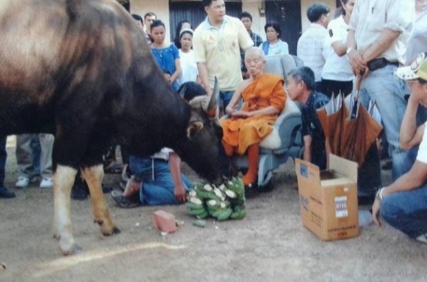 ยลโฉมกระทิงพ่อคูณดูแล แม่มะลิหาย-พบลูกทองแดง