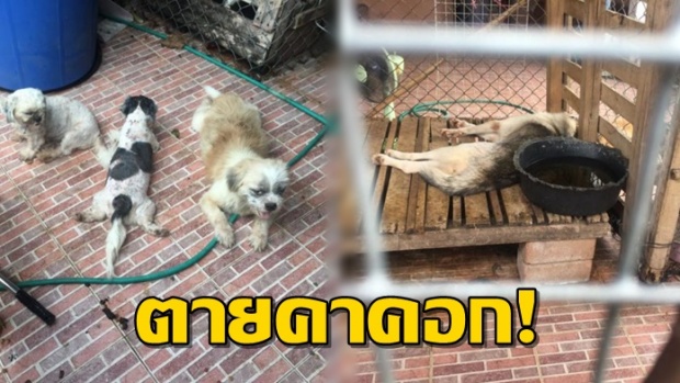 บุกบ้านช่วยหมา!! ชาวบ้านพบเจ้าของขังทิ้งในบ้าน 6 ชีวิต จนไซบีเรียนตายคาคอก!!