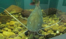 ประมงเตรียมเปลี่ยนชื่อ ‘ปลาสวาย’ เป็น ‘ปลาโอเมกา 3’ เพราะสาเหตุคนไม่ค่อยกิน!!