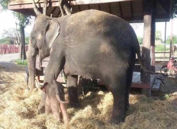 ตะลึงแม่ช้างแอบคลอดลูกเองในปางช้างเมืองกรุงเก่า