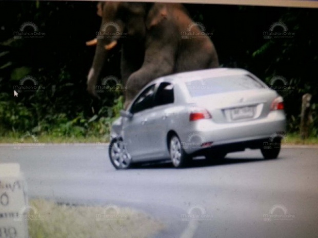ระทึก!!ช้างป่าเขาใหญ่เหยียบรถเก๋งโตโยต้าวีออสหลังคายุบ