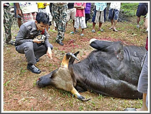 ‪สลดกระทิงป่าหลงฝูงที่กระบี่ ไอ้ไข่ดำ ถูกยิงตายแล้ว