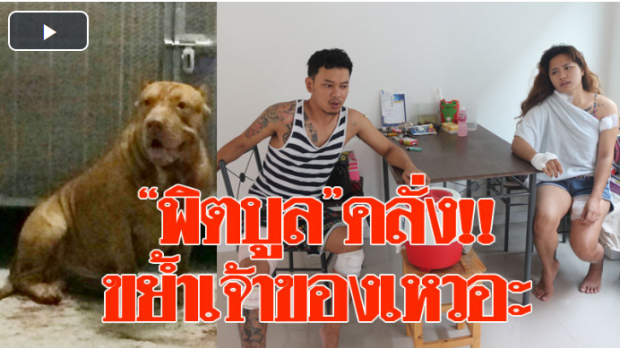 “พิตบูล”คลั่ง! ขย้ำสาวเจ้าของเหวอะ แฟนเข้าช่วยโดนกัดจมเขี้ยว สุดท้ายต้องยิงยาสลบ!!