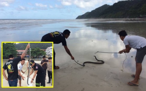 แจ้งจับ King cobra จงอางโผล่เล่นน้ำทะเลเกาะช้าง หวั่นเลื้อยซุกรีสอร์ต