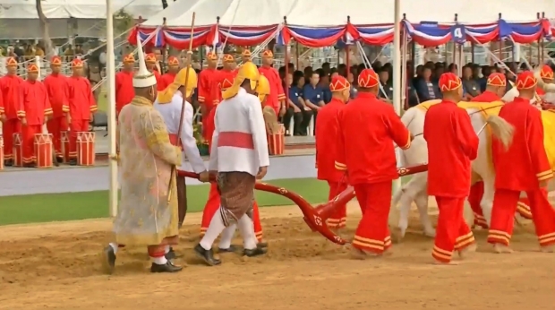 พระโค’ กิน ‘ข้าว-น้ำ-หญ้า’ น้ำท่าจะอุดมสมบูรณ์ พอควร แห่เก็บเมล็ดข้าว