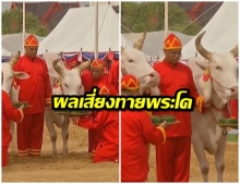 พระโค’ กิน ‘ข้าว-น้ำ-หญ้า’ น้ำท่าจะอุดมสมบูรณ์ พอควร แห่เก็บเมล็ดข้าว