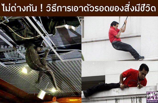 ชาวเน็ตแสบ!เทียบภาพเหี้ยกับกี้ร์ตะกายตึก ไม่ต่างกัน