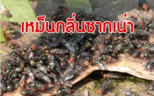 เหม็นกลิ่นซากเน่า  ชาวบ้านสุดทน!  