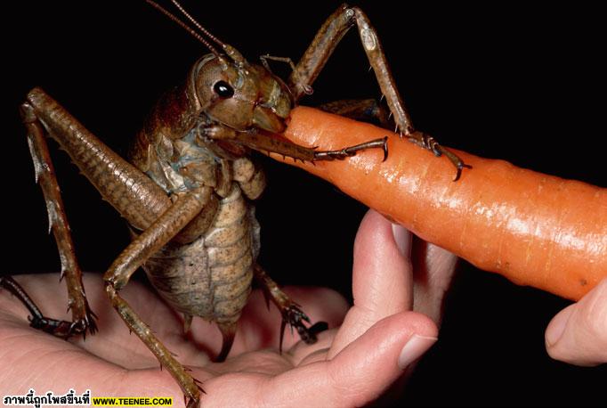 ฮือฮา! พบแมลงขนาดใหญ่ที่สุดในโลก
