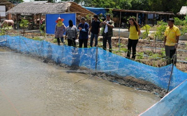 คนสุพรรณฯ ฮือฮาปรบมือเรียกปลาช่อน