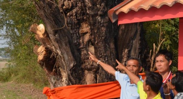 ตะลึง พบพระพุทธรูปบนต้นขี้เหล็กโบราณอายุกว่า 700 ปี 