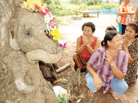 หนองคายตื่นต้นมะขามช้าง3หัว 