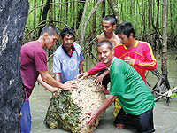 ตื่นตะลึงหินลอยน้ำ ปรากฏการณ์ที่ตรัง