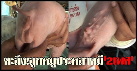 ตะลึง!ลูกหมูประหลาดมี2เพศ