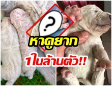 เเปลกประหลาด! เจ้าของสุดงง หลังลูกสุนัขเกิดใหม่ มีขนสีนี้