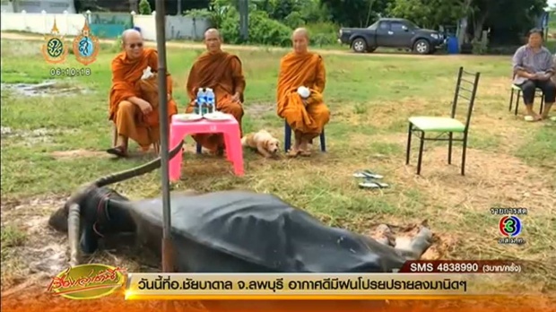 ประหลาด! นิมนต์พระสวดบังสุกุลควายคู่ใจ ก่อนชำแหละเนื้อ-แยกชิ้นส่วนฝัง