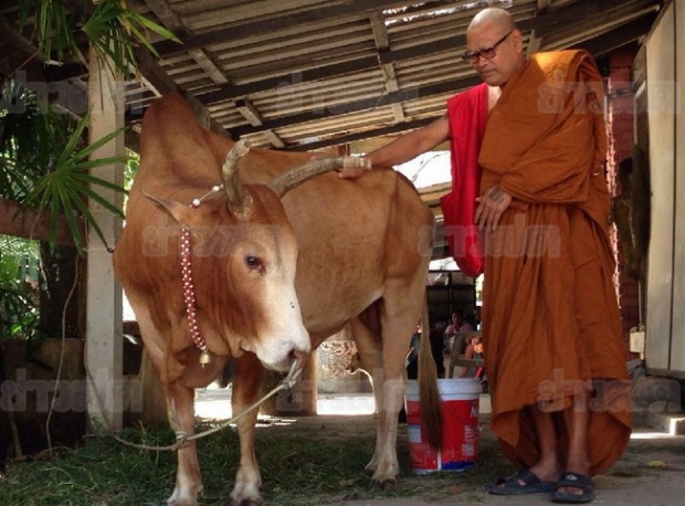 ชาวบ้านฮือฮา “พญาโคขุมทรัพย์” แห่ชมวัวหนังเหนียวยิง-ฟันไม่เข้า 