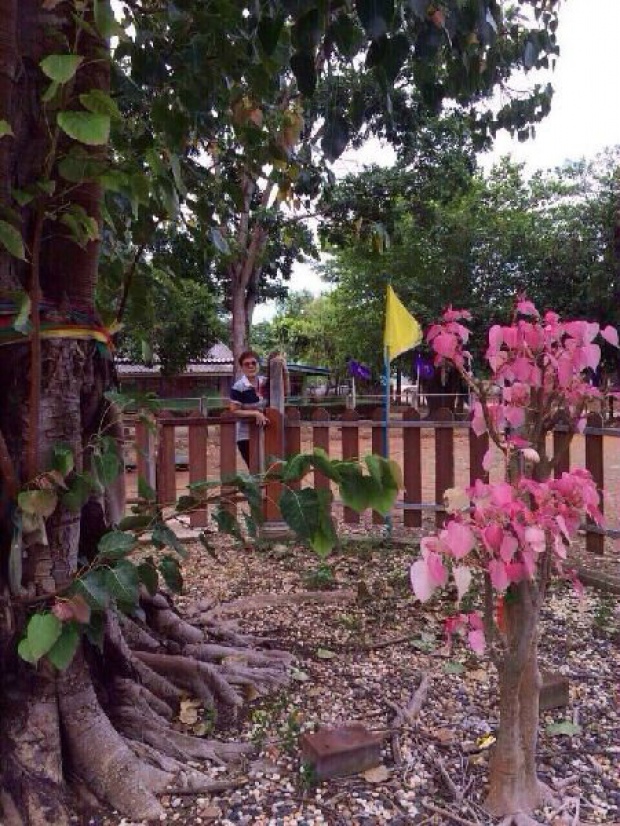 สวยดงดงาม!!! “ใบโพธิ์สีชมพู“ โผล่สำนักสงฆ์ ที่เมืองจันทบุรี
