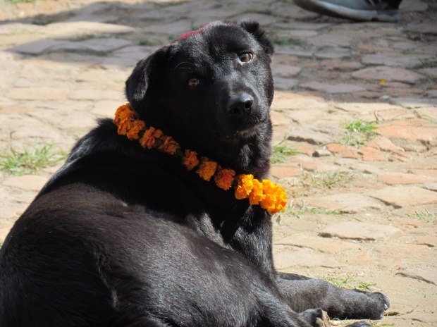 เทศกาลบูชาสุนัข อีกหนึ่งกิจกรรมน่ารักในประเทศเนปาล
