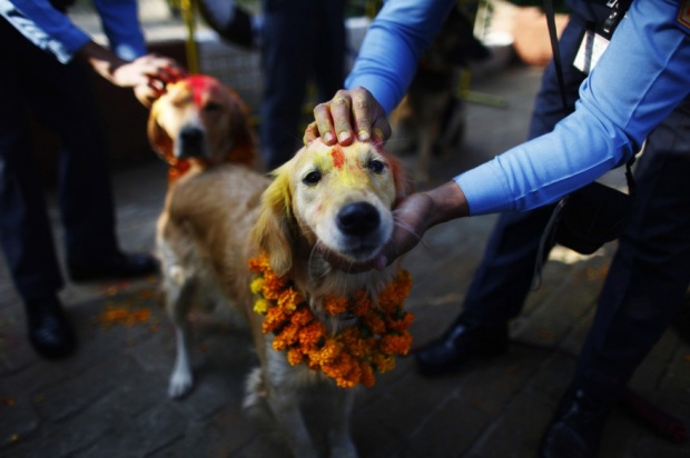 เทศกาลบูชาสุนัข อีกหนึ่งกิจกรรมน่ารักในประเทศเนปาล