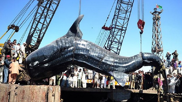 ฮือฮา ปากีฯจับฉลามวาฬยักษ์ใหญ่มโหฬาร หนัก 8 ตัน 