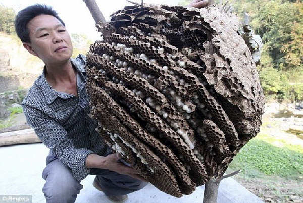 ระทึก จีนสุดทนบุกเผารังแตนเพชรฆาตหลังป่วนหนัก คร่าผู้คน-บาดเจ็บนับพัน 