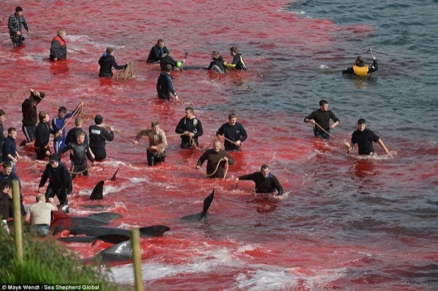 เลือดแดงฉานนองทะเล! เทศกาลฆ่าวาฬ กิจกรรมสุดอำมหิต