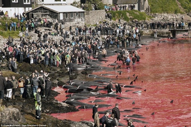 เลือดแดงฉานนองทะเล! เทศกาลฆ่าวาฬ กิจกรรมสุดอำมหิต