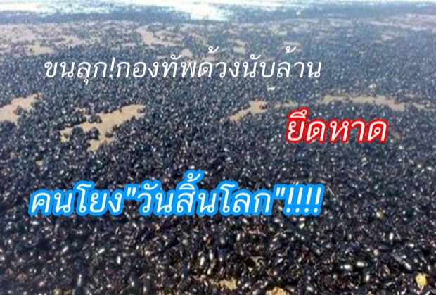 สัญญาณเตือนวันสิ้นโลก?‘กองทัพด้วง’ บุก!!ยึดหาดอาร์เจนตินา 