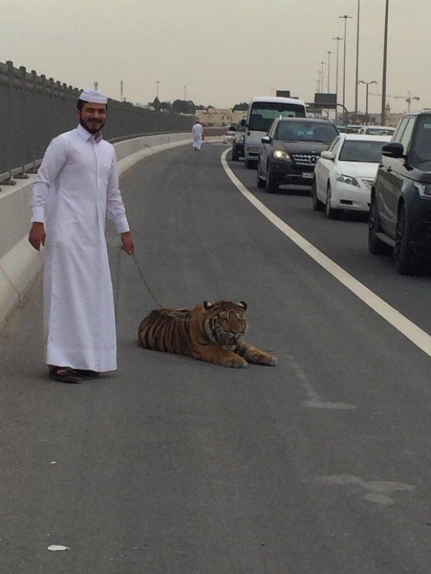 ตกใจหนัก!! เสือวิ่งบนถนน ที่ไหนได้สัตว์เลี้ยงเศรษฐี