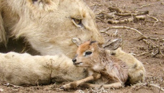 หาดูยาก! สิงโตหนุ่มดูแลลูกละมั่งกำพร้าสุดอ่อนโยนกลางป่าแอฟริกา