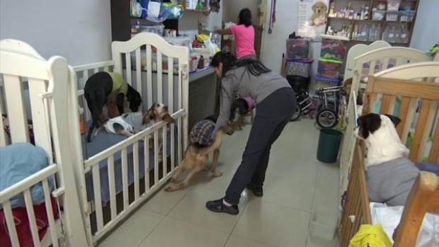 ใจบุญ!! หญิงเปรูเปิดบ้านเป็นสถานดูแลสุนัขป่วยกว่า 70 ตัว