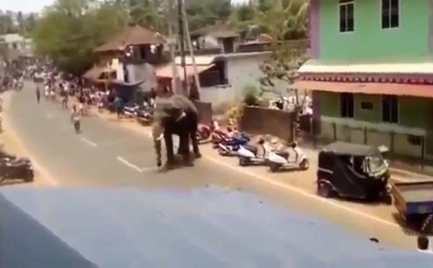 ช้างป่าคลั่ง!! เตรียมยิง! หลังอาละวาดฆ่าคนตายไปแล้ว 15 ราย!! (มีคลิป)