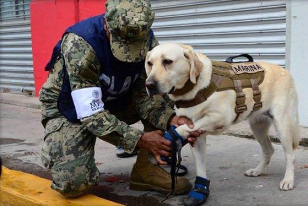 ฮีโร่ตัวจริง!!! ยกย่องสุนัขกู้ภัยแผ่นดินไหว ช่วยคนได้มากกว่า 52 ชีวิตแล้ว (มีคลิป)