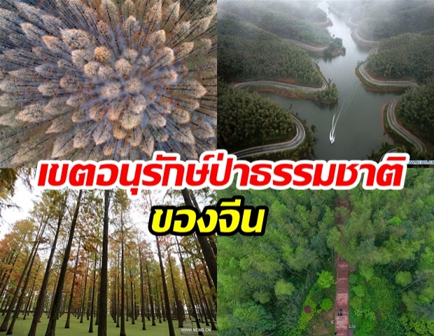 อยากให้เมืองไทยเป็นแบบนี้บ้าง พื้นที่เขตอนุรักษ์ป่าของจีน อย่างเริ่ด!
