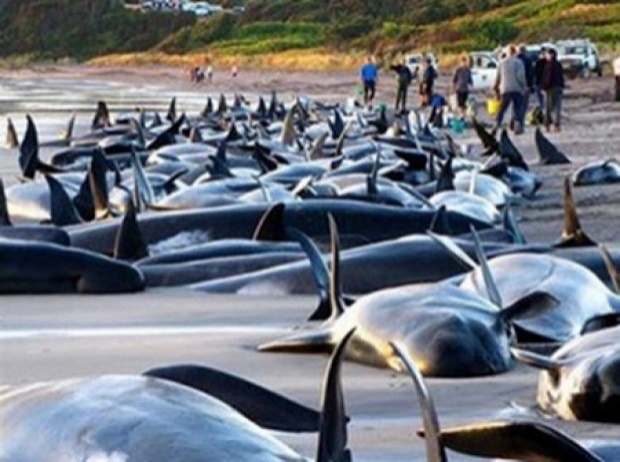 วาฬเกยตื้น 61 ตัวที่นิวซีแลนด์