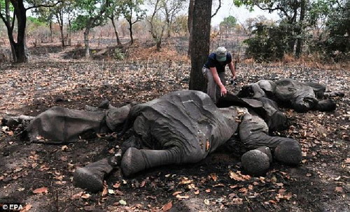 ช็อก ช้างกว่าสองร้อยถูกสังหารหมู่ตายเกลื่อนอุทยานแอฟริกัน ประณามจีน-ไทยต้นเหตุ