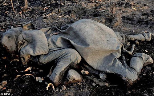 ช็อก ช้างกว่าสองร้อยถูกสังหารหมู่ตายเกลื่อนอุทยานแอฟริกัน ประณามจีน-ไทยต้นเหตุ