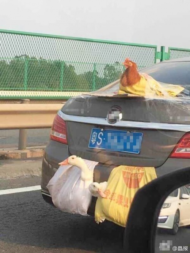 หลังตรุษจีนผ่านไป มาดูวิธีขนเป็ด - ไก่ กลับบ้านของพี่จีนกัน