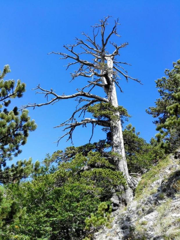 พบต้นไม้เก่าแก่ที่สุดในยุโรป อายุ 1,230 ปี และยังคงเจริญเติบโต