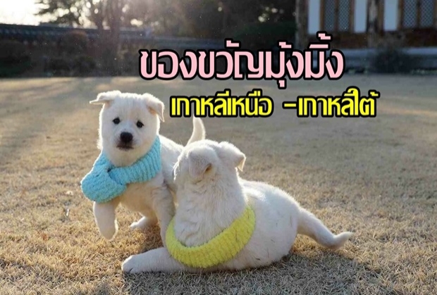 น่ารักอ่ะ เกาหลีใต้โชว์ทายาทของขวัญจากคิม จองอึน