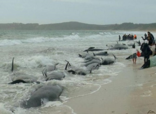 วาฬนำร่องเกือบ200ตัวเกยตื้นในนิวซีแลนด์