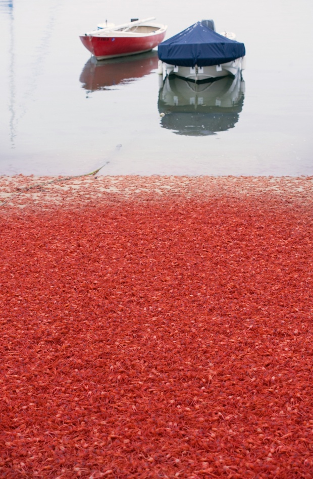 ปูเรดทูน่าเรือนแสนเกยตื้น เปลี่ยนหาดให้กลายเป็นสีแดงเพลิง