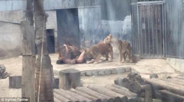 ยุติธรรมแล้วหรือ!!หนุ่มคิดสั้นโดดเข้ากรงสิงโต แต่สวนสัตว์ยิงสิงโตตายถึง2ตัว!!
