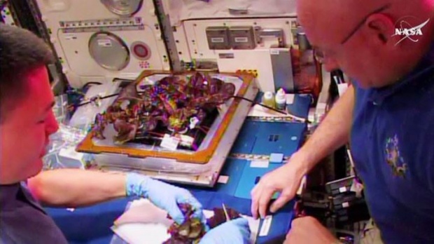 สุดยอด!! NASA ปลูกผักในอวกาศไว้กินเองได้แล้ว!!