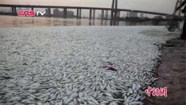 พบปลาตายเกลื่อนที่จีน หลังเหตุระเบิดโกดังเก็บสารเคมี 