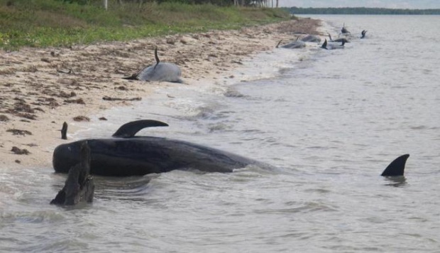 ฝูงปลาวาฬกว่า 40 ตัว เกยตื้นตายที่หาดมะกัน 