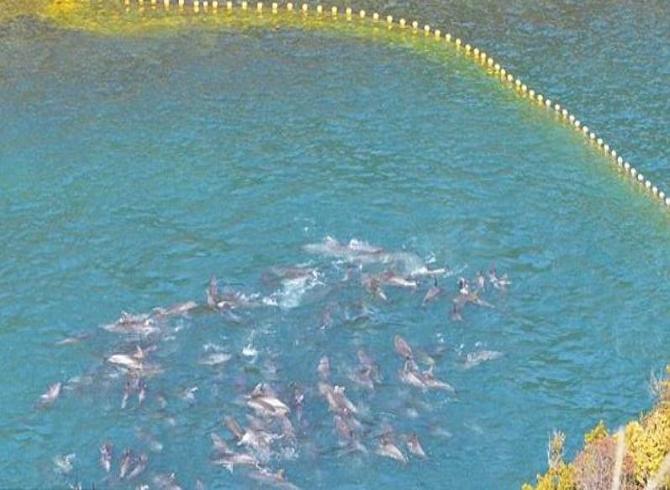 เปิดโปงชาวประมงญี่ปุ่นขังปลาโลมาไว้กิน 250 ตัว