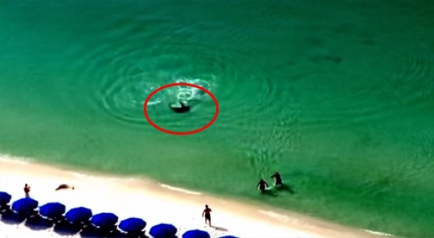 กระเจิง!! นักท่องเที่ยวเผ่นหนีขึ้นฝั่ง หลังพบฉลามริมหาด!(ชมคลิป)